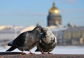 Тур: Мелодии весны в Санкт-Петербурге ( автобусный тур, 3 дня)